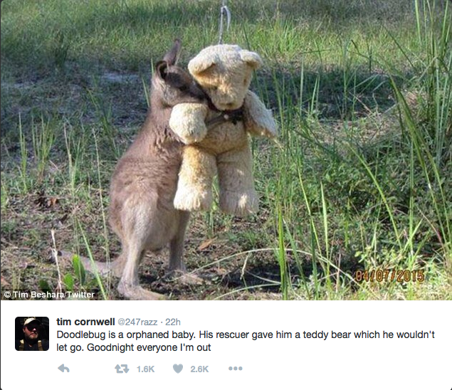 Kangaroo with a Teddy Bear