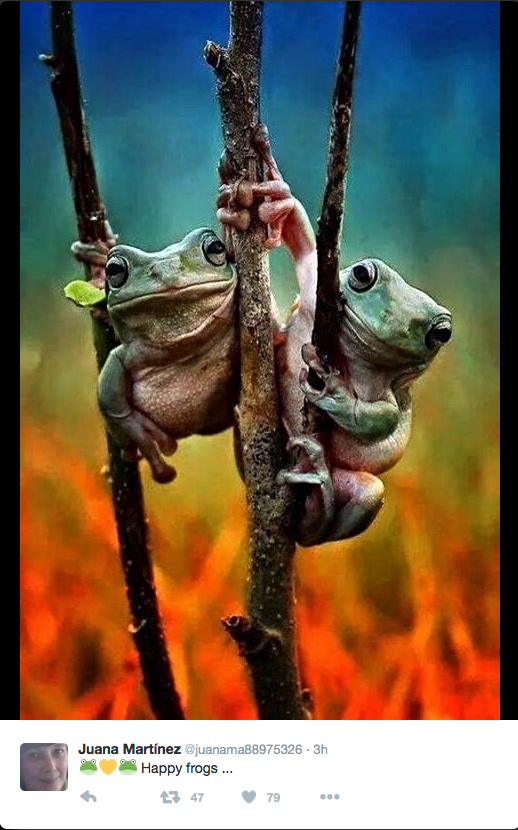 Tree Frogs.