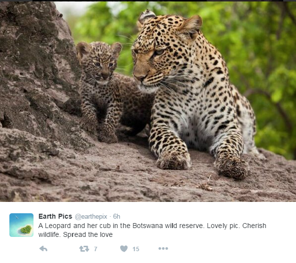 Leopards in Botswana.